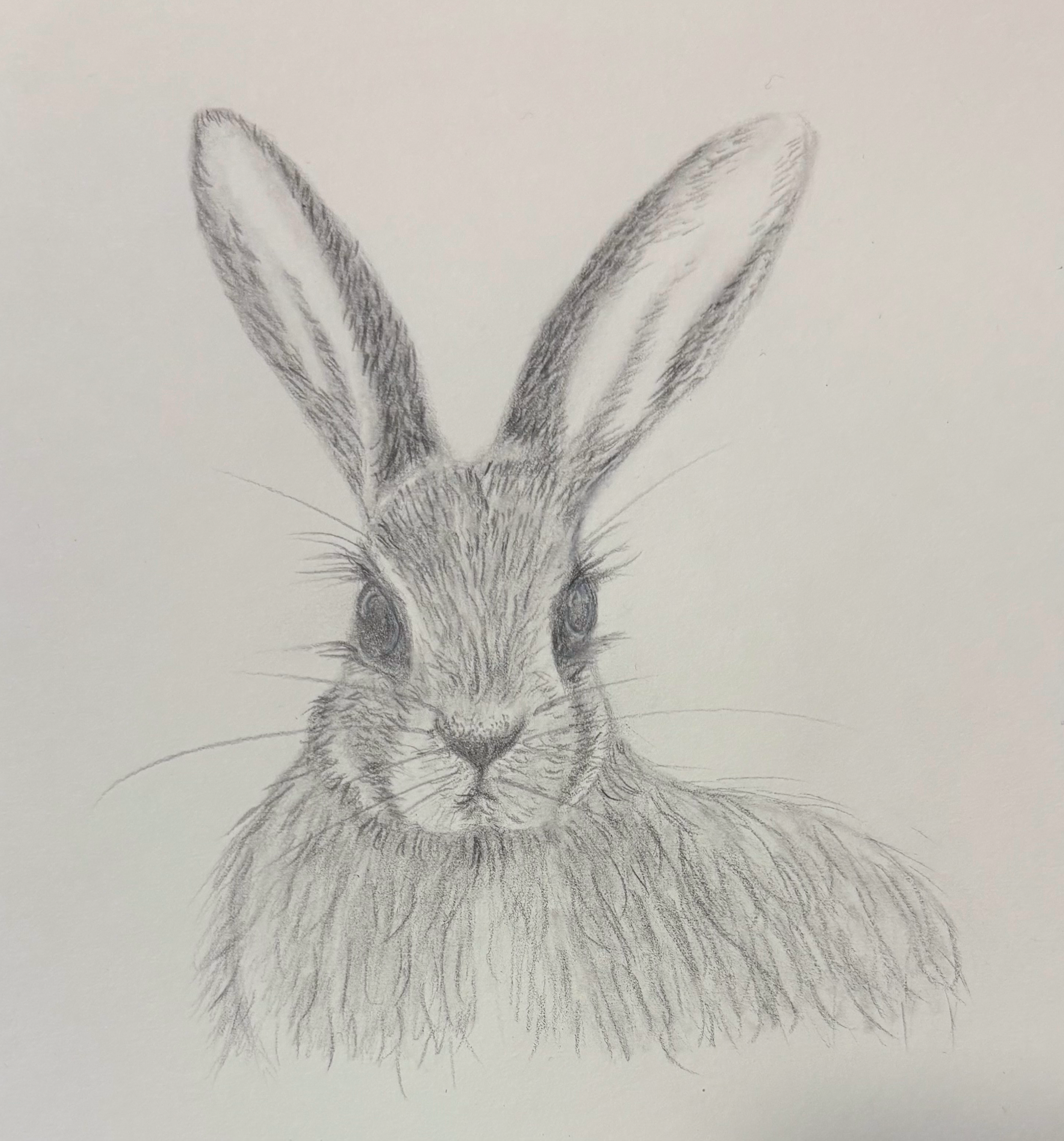 Bunny sketch