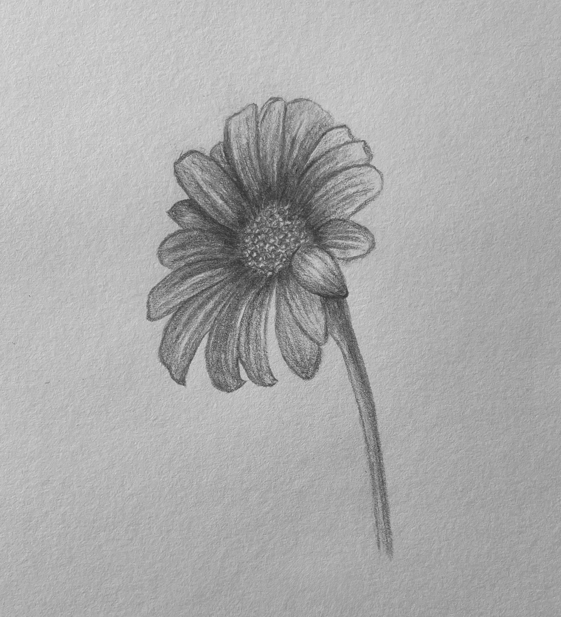 Daisy sketch