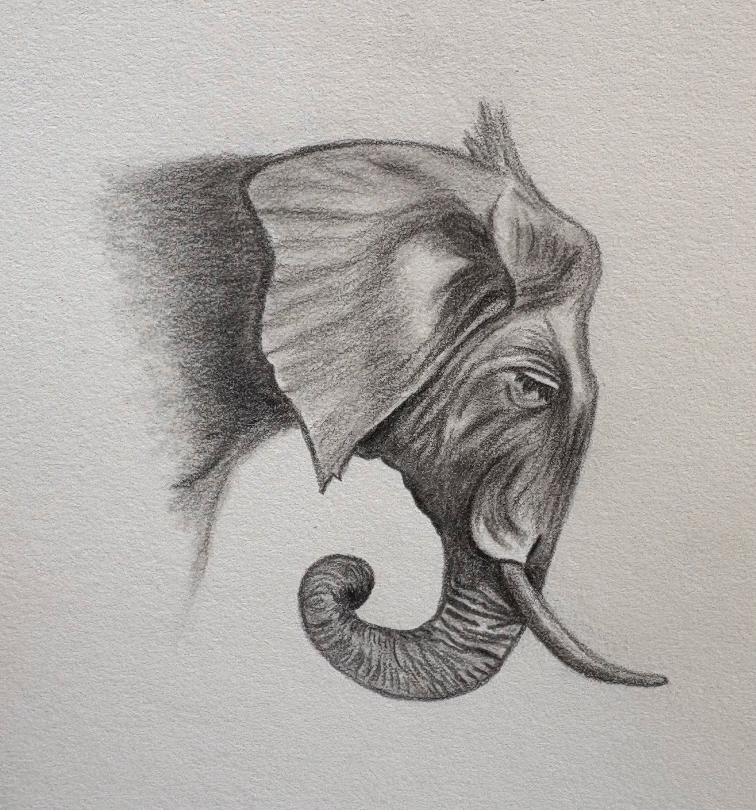 Elephant sketch