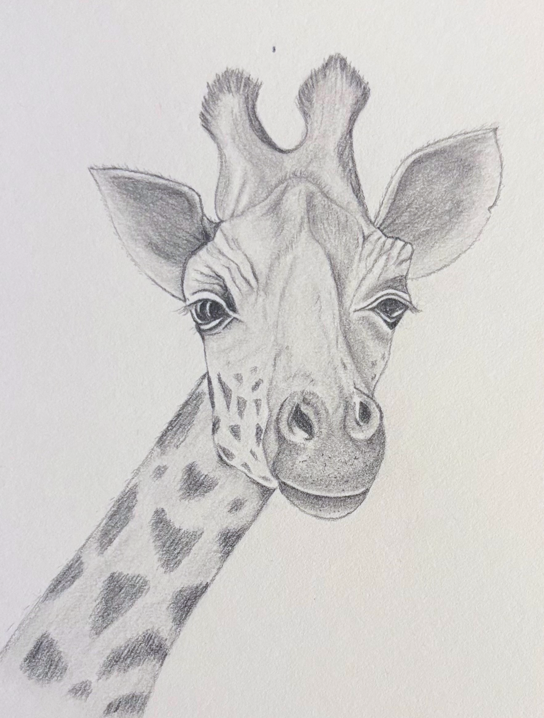 Giraffe sketch