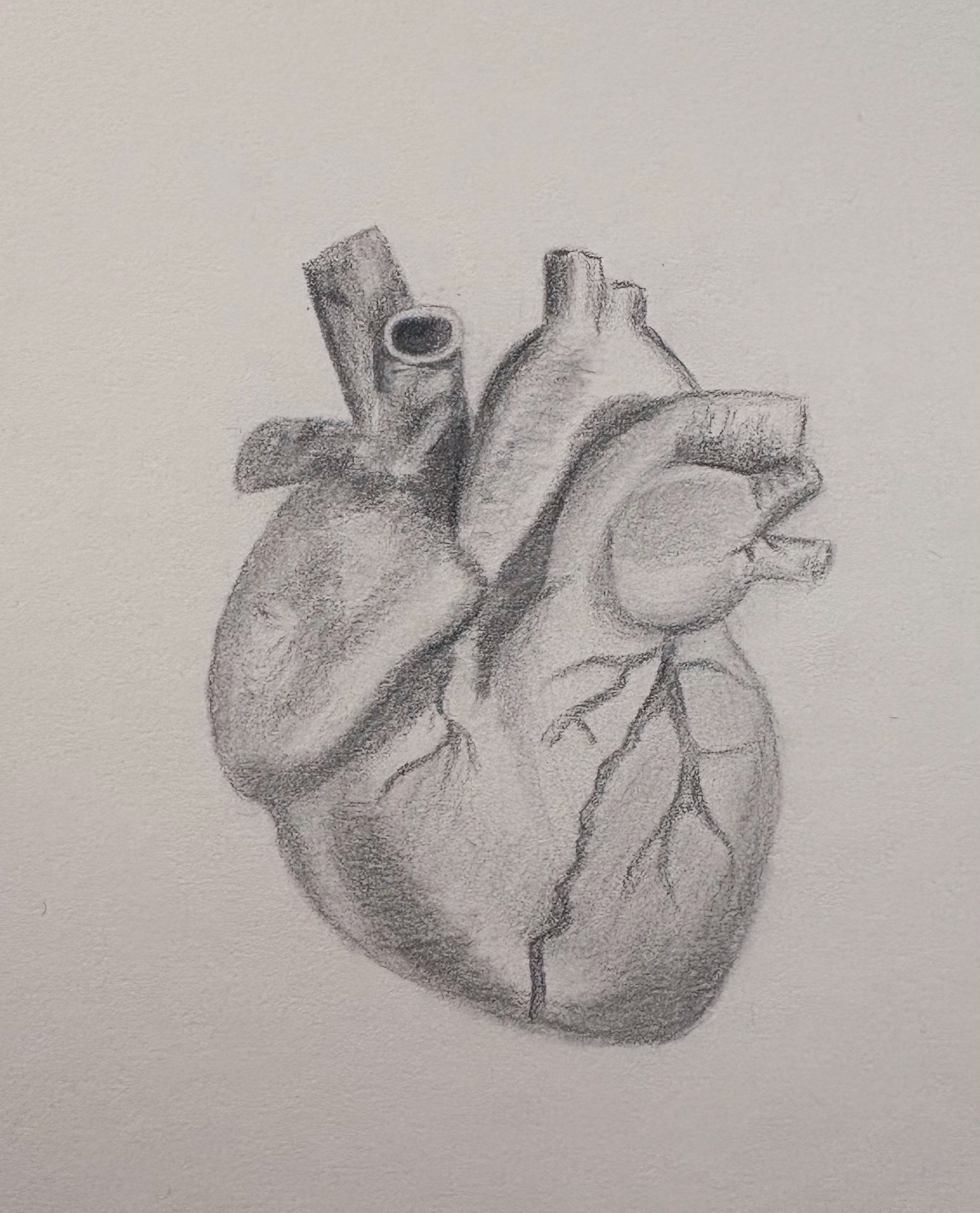 Heart sketch